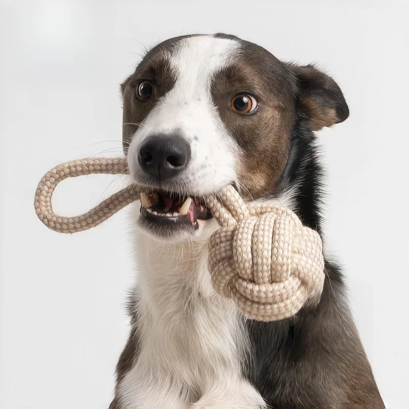 A 3-piece Set Of Leisure And Entertainment Toys For Dogs And Cats To Better Interact With Your Pets Dureve