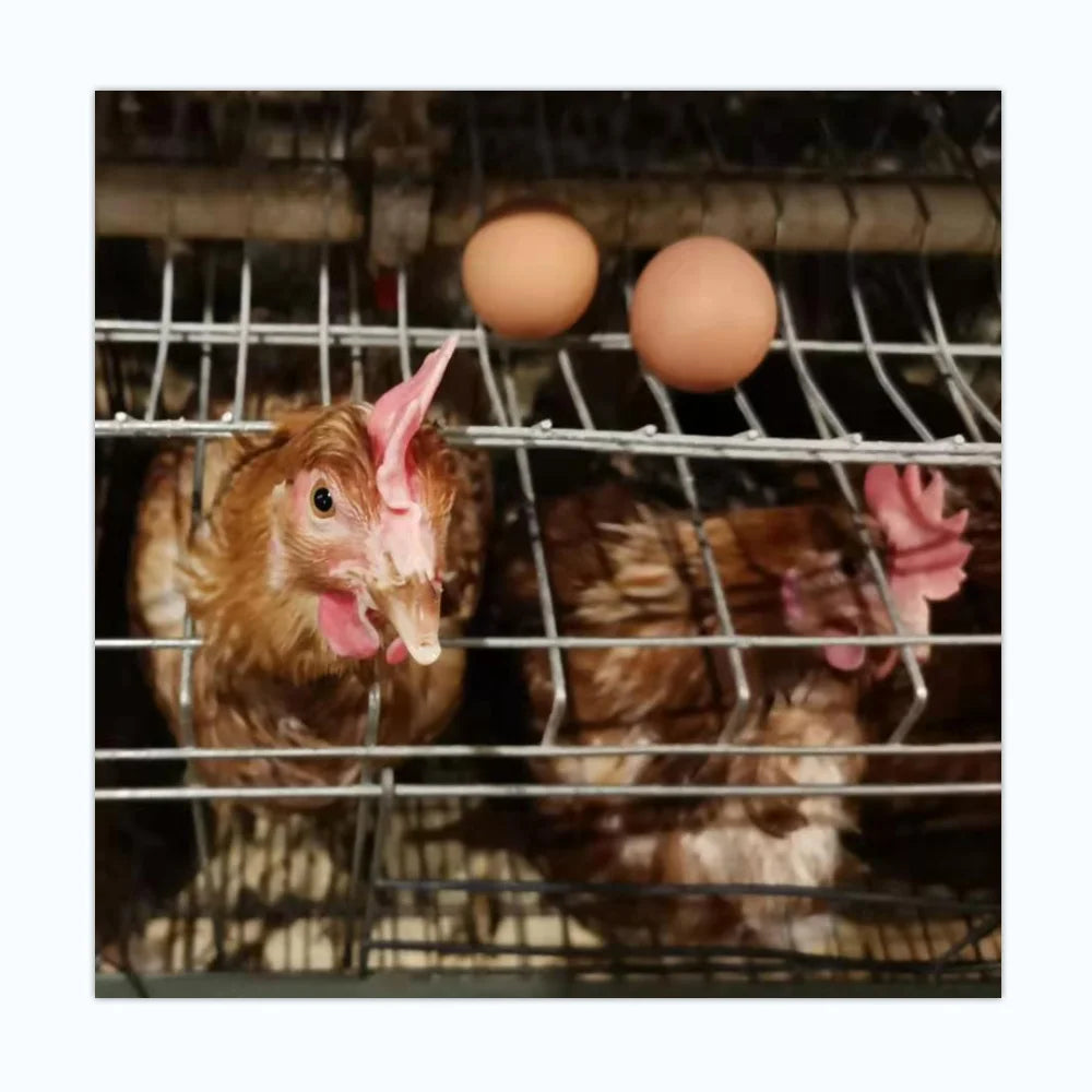Poultry Farm Equipment  Layer Chickens Battery Cage With Automatic Feeder and Drinker