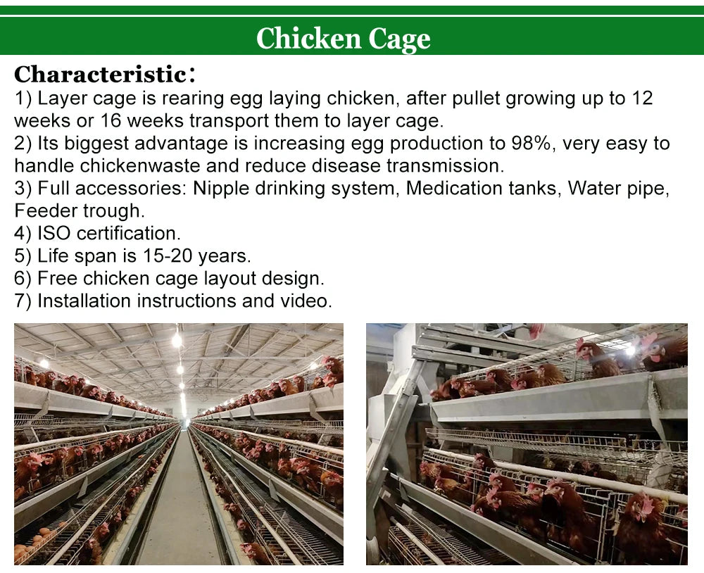 Poultry Farm Equipment  Layer Chickens Battery Cage With Automatic Feeder and Drinker
