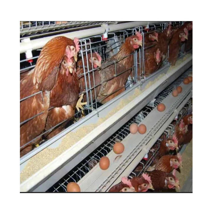 Poultry Farm Equipment  Layer Chickens Battery Cage With Automatic Feeder and Drinker