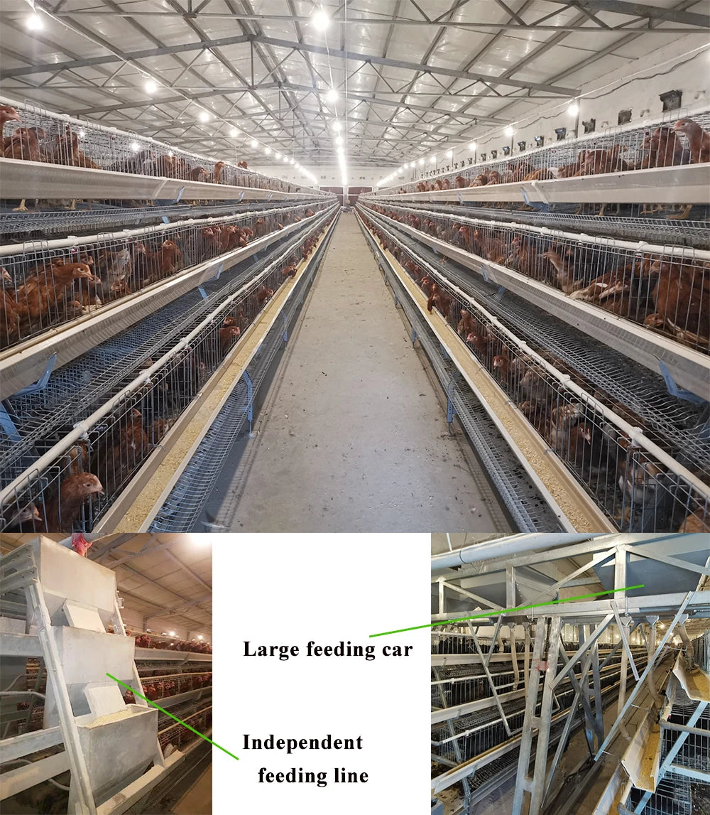 Poultry Farm Equipment  Layer Chickens Battery Cage With Automatic Feeder and Drinker