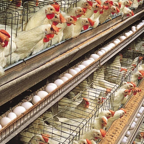 Poultry Farm Equipment  Layer Chickens Battery Cage With Automatic Feeder and Drinker